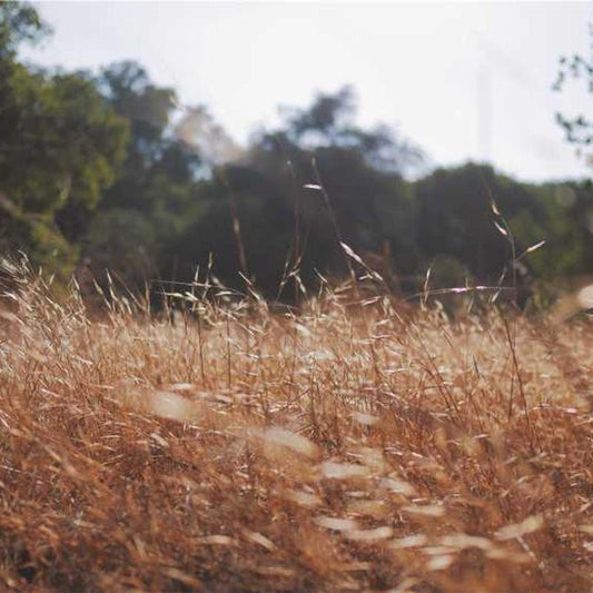 Imagen de placeholder - Imagen 2