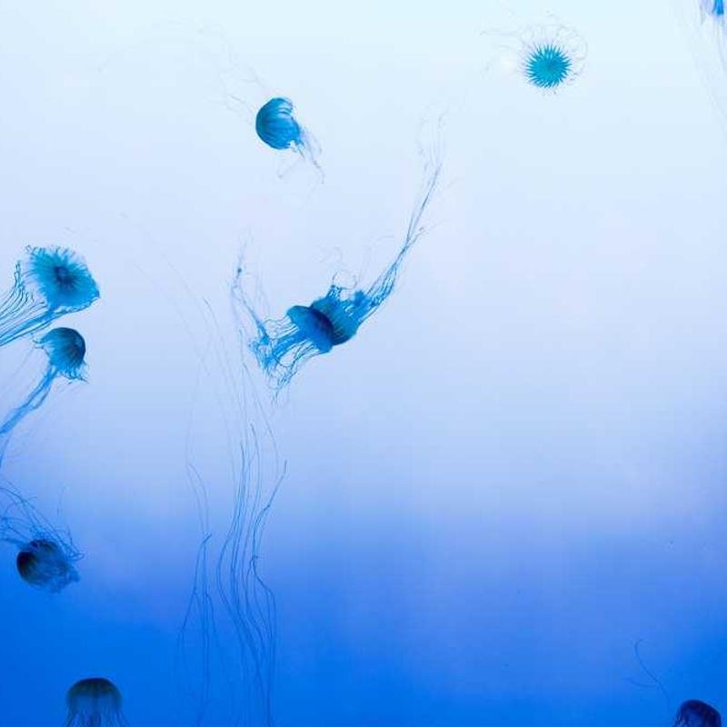 Imagen de placeholder - Imagen 2