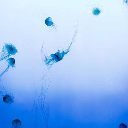 Imagen de placeholder - Imagen 2