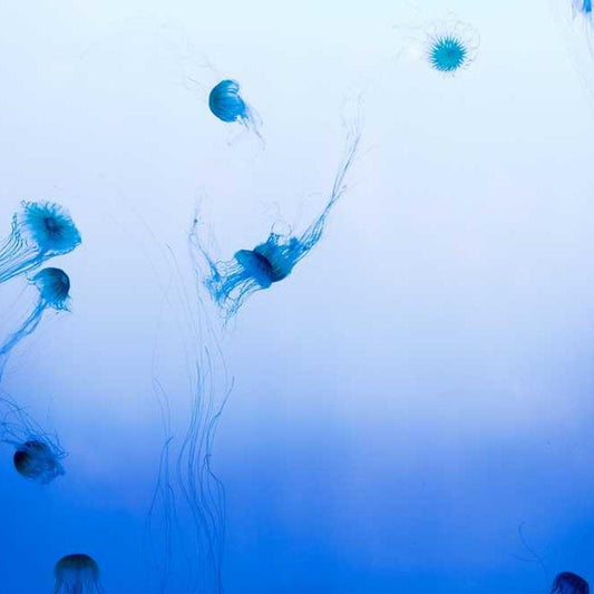 Imagen de placeholder - Imagen 2